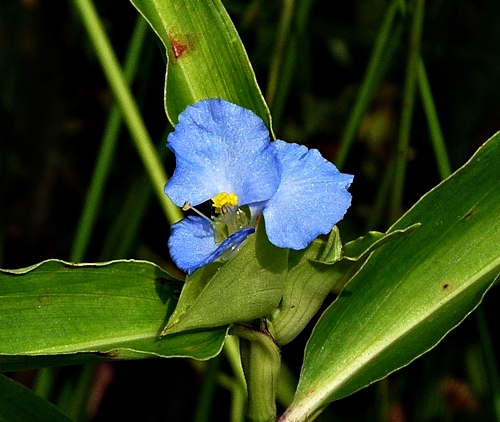 {Commelina virginica}